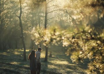 Ngậm ngùi rừng thông