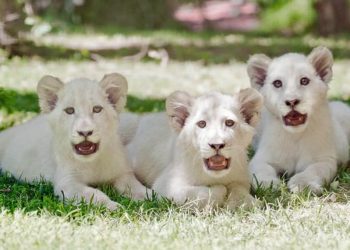 Những động vật đắt giá nhất thế giới 7