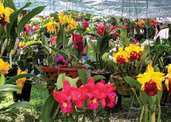 Nhu cầu hoa lan trong nước và thế giới đều đang tăng