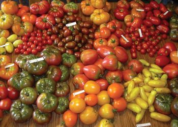 Khám phá mới về lợi ích của cà chua