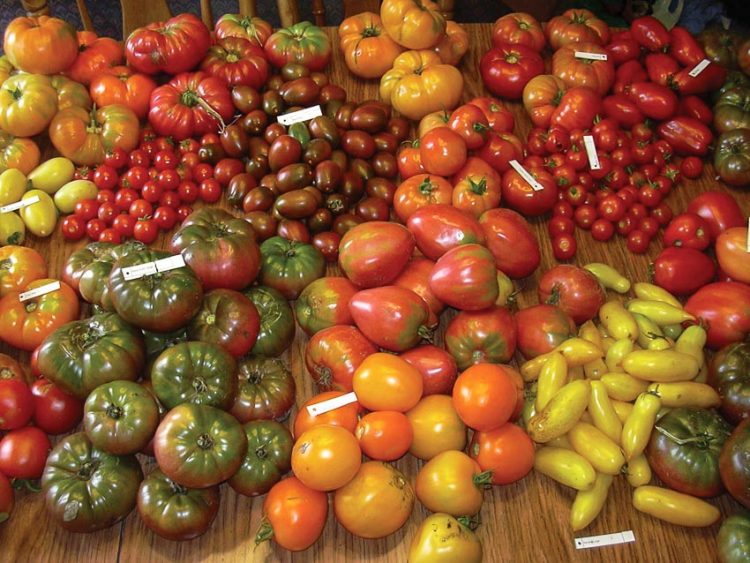 Khám phá mới về lợi ích của cà chua