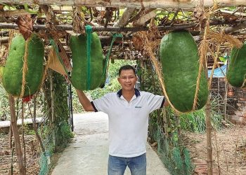 Du khách tham quan vườn bí đao khổng lồ tại Phù Mỹ, Bình Định. Ảnh: Quốc Dũng