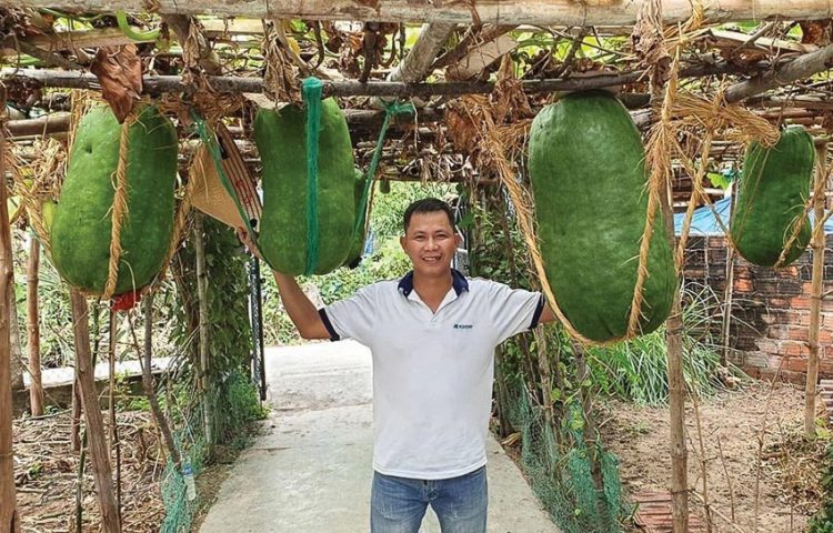 Du khách tham quan vườn bí đao khổng lồ tại Phù Mỹ, Bình Định. Ảnh: Quốc Dũng