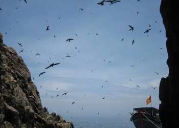 Phát triển bền vững nghề nuôi chim yến tại Việt Nam