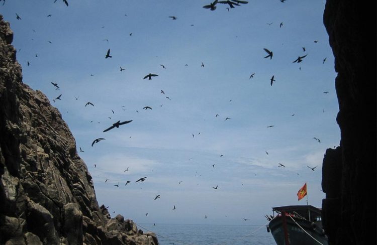 Phát triển bền vững nghề nuôi chim yến tại Việt Nam