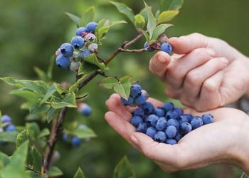Phát hiện mới về thành phần anthocyanin của quả việt quất