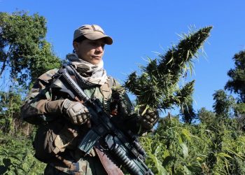 Nhân viên SENAD triệt hạ một đồn điền cần sa.