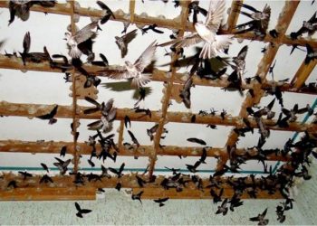 Khát vọng biến đổi vùng Tây Nguyên - 2