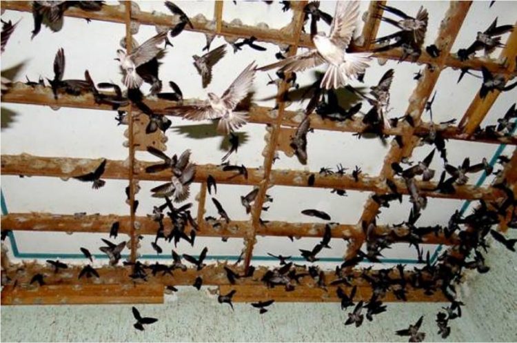 Khát vọng biến đổi vùng Tây Nguyên - 2