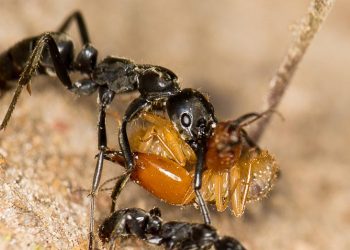 Kiến cứu thương - 1