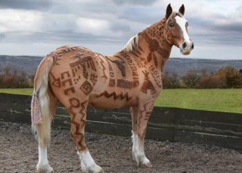 Melody Hames - người thiết kế những bộ lông ngựa 2