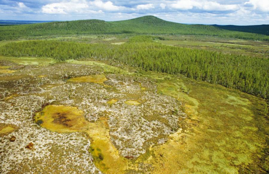 100 năm sau, một khu rừng mới đang phát triển trên khu vực xảy ra vụ nổ Tunguska. Siberia, 2008.
