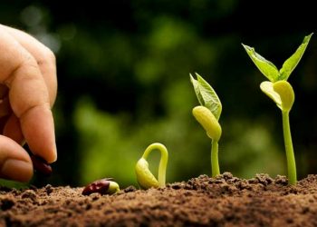 Những nhà nông cứu vãn lương thực thế giới - 1