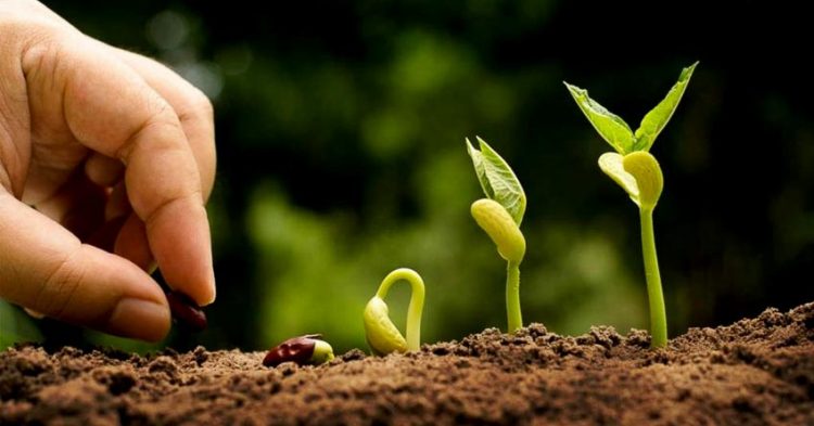 Những nhà nông cứu vãn lương thực thế giới - 1