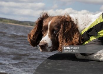 Tài đánh hơi tinh tế của chó Ben 2