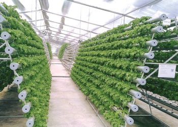 tiềm năng xuất khẩu rau thủy canh