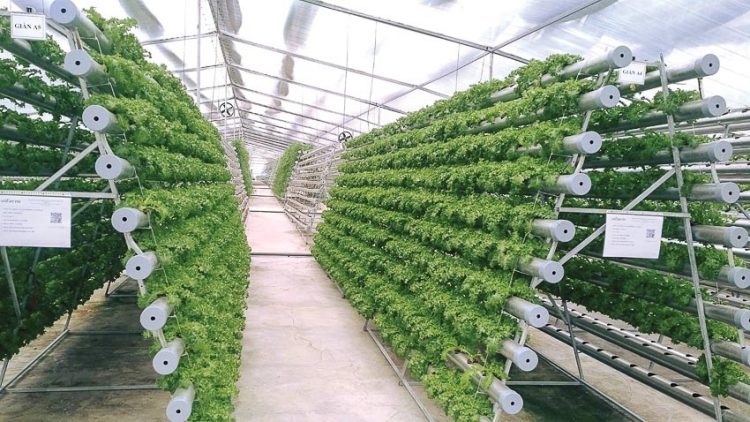 tiềm năng xuất khẩu rau thủy canh