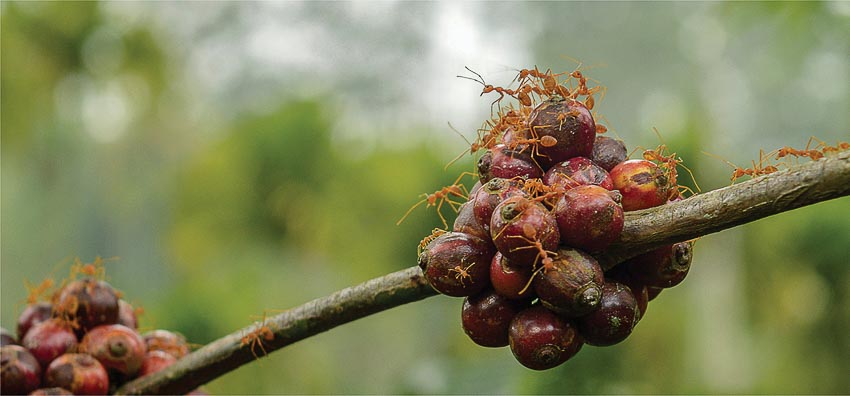 Kiến tìm đến những trái cà phê chín mọng...