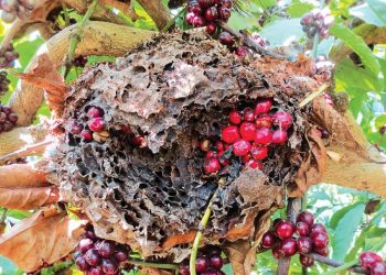 …“hái” và tha về tổ để nuôi ấu trùng