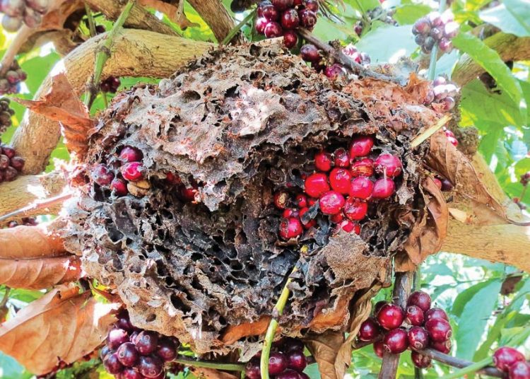 …“hái” và tha về tổ để nuôi ấu trùng