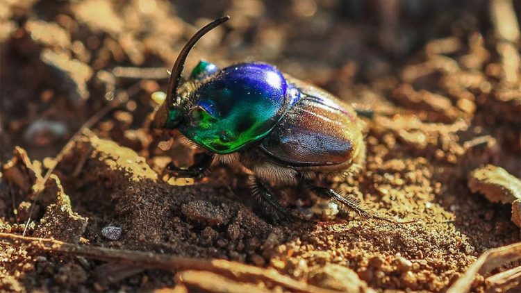 Bọ hung thực ra là con vật cực kỳ tuyệt vời - 8