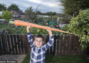 Cà rốt dài nhất - 3