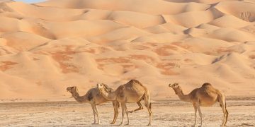 Những hành trình khám phá sa mạc safari tuyệt vời nhất thế giới - 6