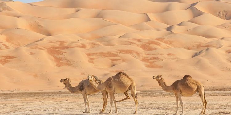 Những hành trình khám phá sa mạc safari tuyệt vời nhất thế giới - 6