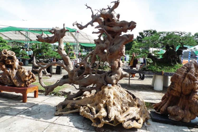 Kỳ thú nghệ thuật cây khô 12