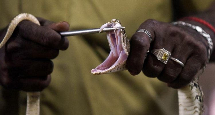 Cuộc sống của những người săn nọc rắn độc tự nhiên - 4