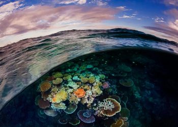 Rạn san hô là “kiến trúc” sống ấn tượng nhất trên Trái đất