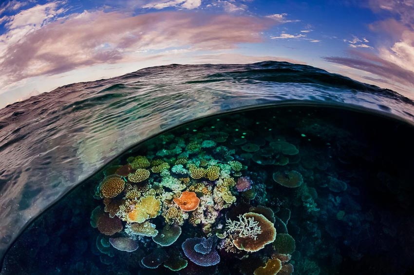 Rạn san hô là “kiến trúc” sống ấn tượng nhất trên Trái đất