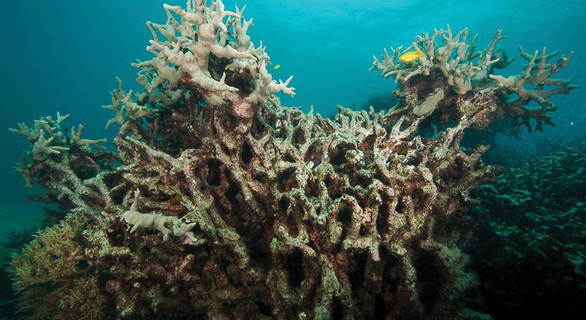 Chỉ trong 3 năm vừa qua, một nửa san hô ở Rạn san hô Great Barrier đã bị chết do biến đổi khí hậu