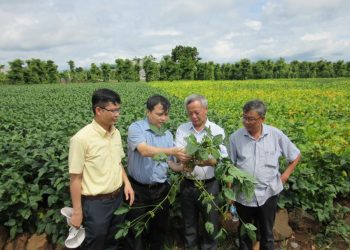 Vinasoy được cấp Bằng bảo hộ giống cây trồng cho 2 giống đậu nành - 4