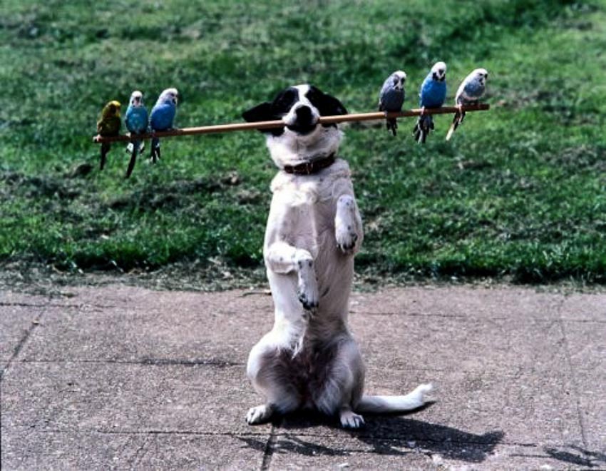 Các chú chó diễn xiếc giữ thăng bằng - 5