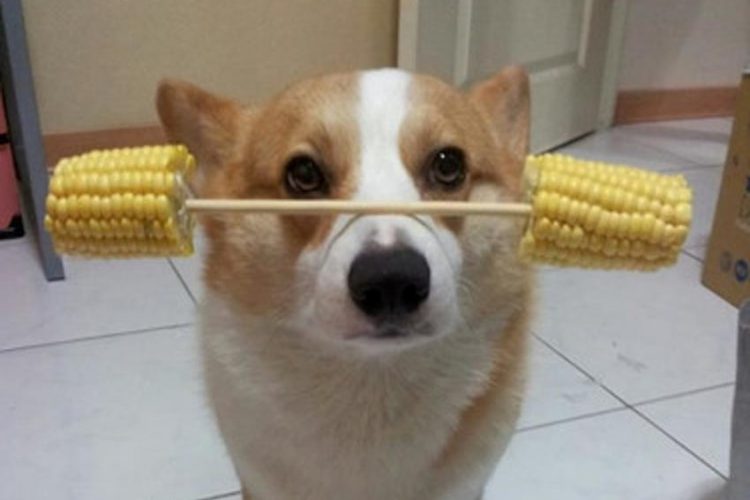 Diễn viên xiếc thăng bằng