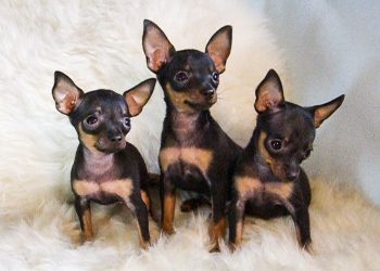 Chó được nhân bản vô tính nhiều nhất thế giới