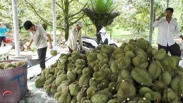 Thương lái Trung Quốc tăng thu mua mít, sầu riêng tại Việt Nam - 2