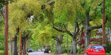 Augusta - thành phố lớn thứ nhì của bang Georgia - 7