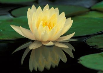 Trà dư tửu hậu: Chữ danh của người quân tử - 6