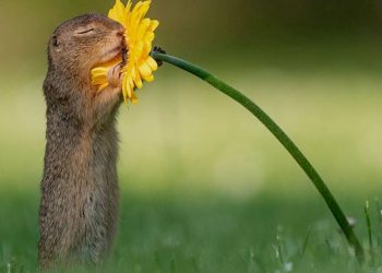 Khoảnh khắc “siêu dễ thương” của động vật khi không có ai xung quanh