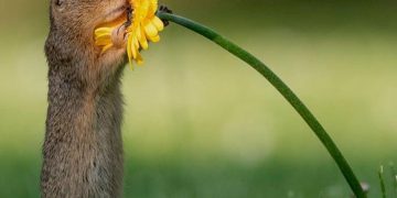 Khoảnh khắc “siêu dễ thương” của động vật khi không có ai xung quanh