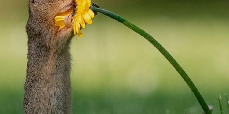 Khoảnh khắc “siêu dễ thương” của động vật khi không có ai xung quanh