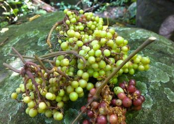 Trà dư tửu hậu: Thương nhớ mùa trái cây rừng - 8