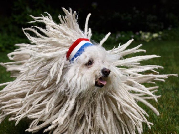 Những chú chó cưng của các CEO ở thung lũng Silicon - 1