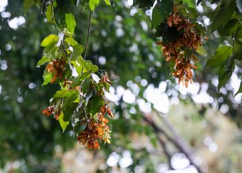 Tản mạn: Gốc sao bên công viên - 2