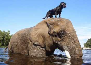Ảnh vui: Tình bạn voi và chó - 1