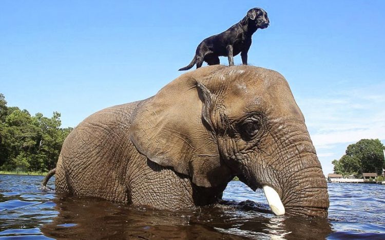 Ảnh vui: Tình bạn voi và chó - 1