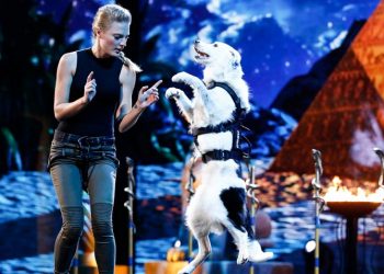 Chó trình diễn nhiều trò xiếc nhất thế giới trong 1 phút - 1