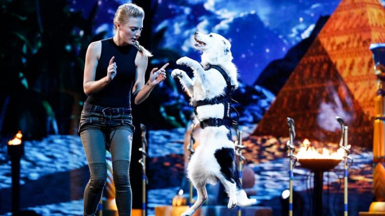 Chó trình diễn nhiều trò xiếc nhất thế giới trong 1 phút - 1